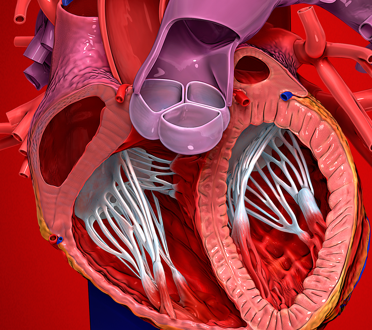 Internal heart anatomy on Behance