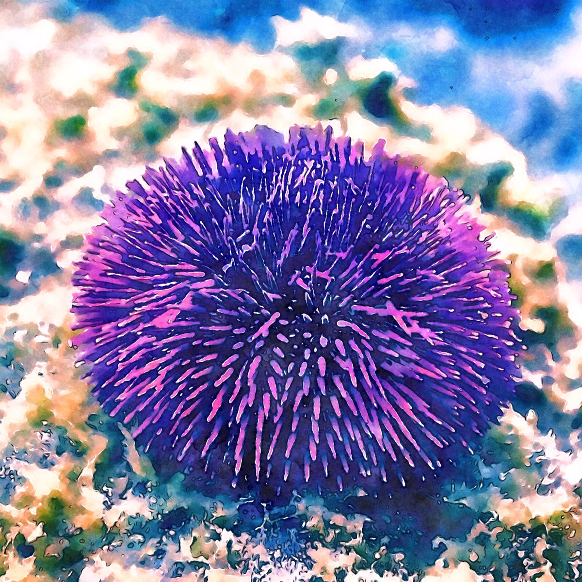 Almare coral CoralReef fish inspiration sea starfish underwater urchin Whale