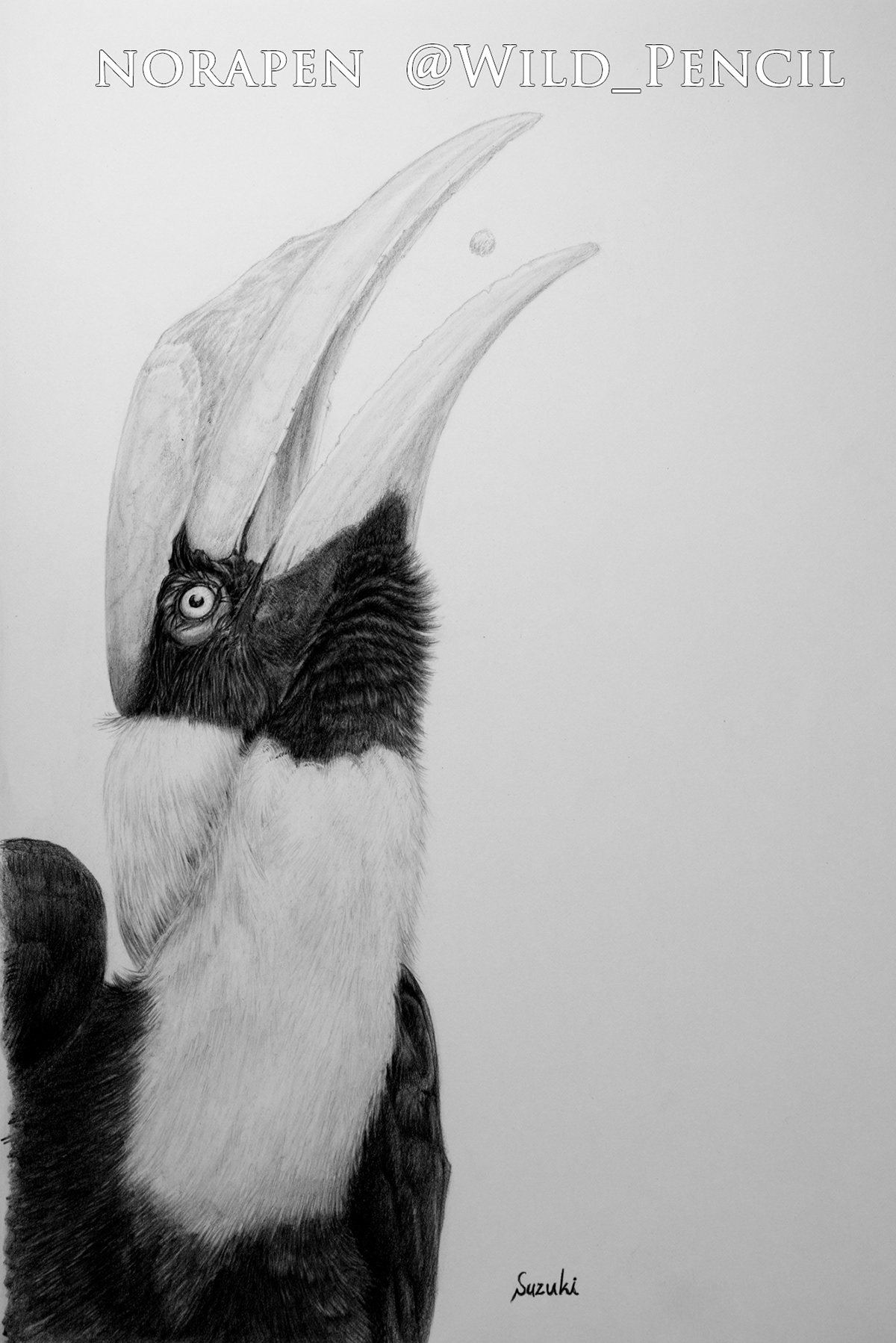 Abyssinian Ground Hornbill, drawn for a charity event : r/drawing