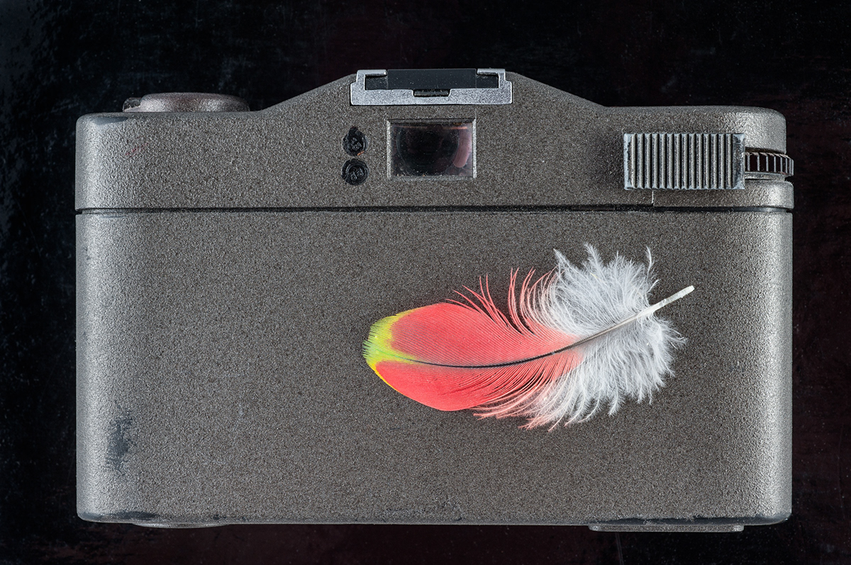 Adobe Portfolio feathers eggs still life Photography 