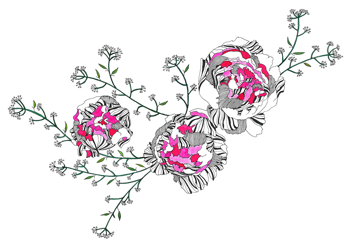graphical floral artworks intricate peonies poppy flower