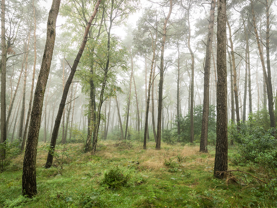 natur Nature wald forest herbst autumn Bäume trees nebel foggy