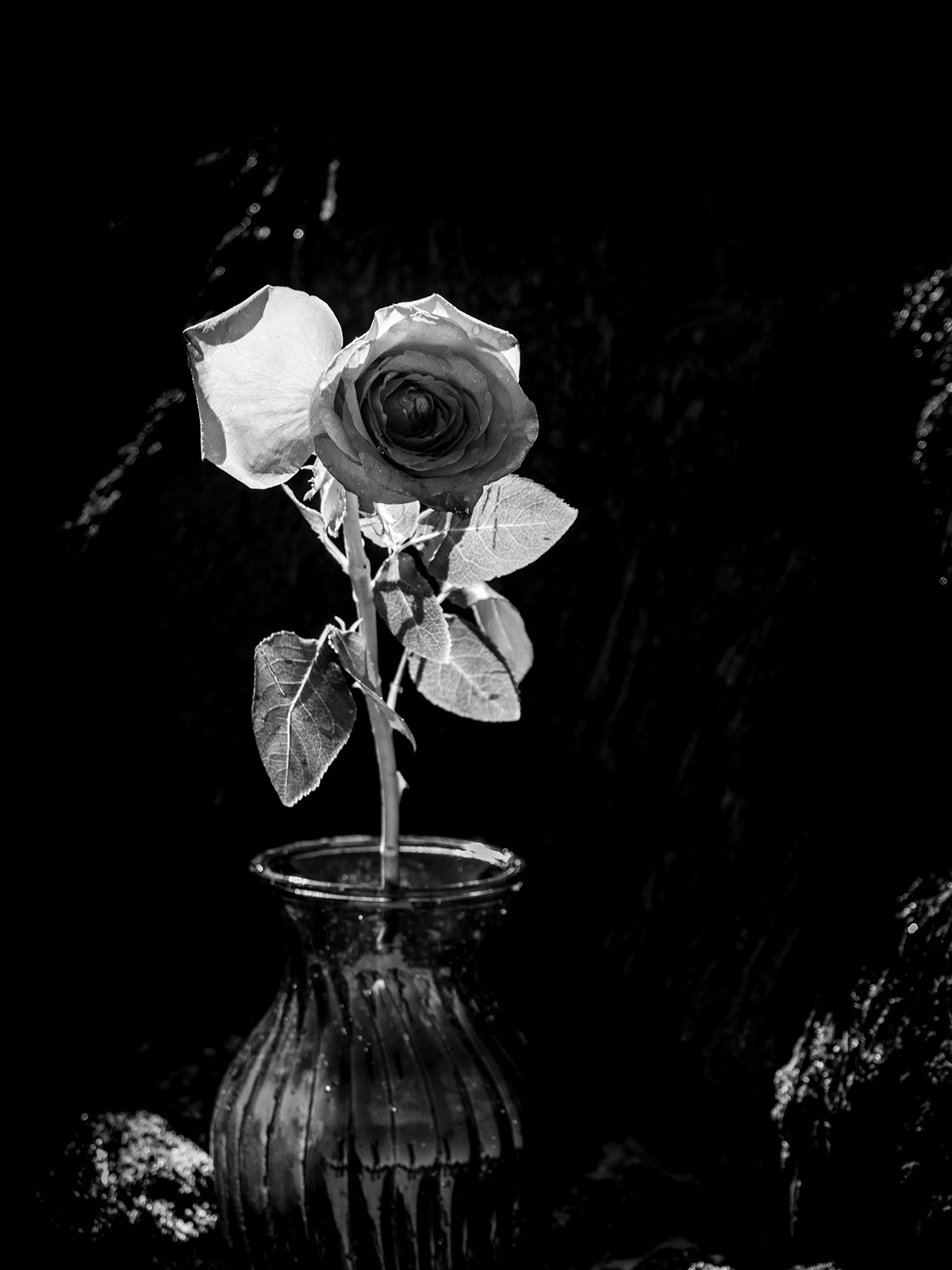 black and white flower Kathryn Arnold rose