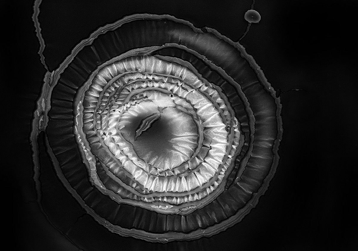 water microscopy science-art micro drop pettern structure trace phenomenon