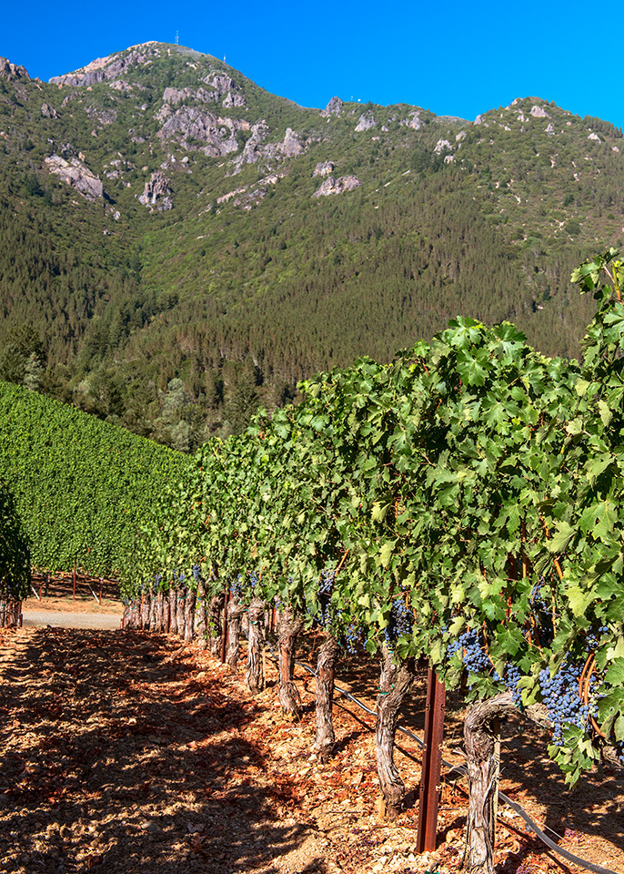 California Wine Country napa sonoma mendocino anderson valley