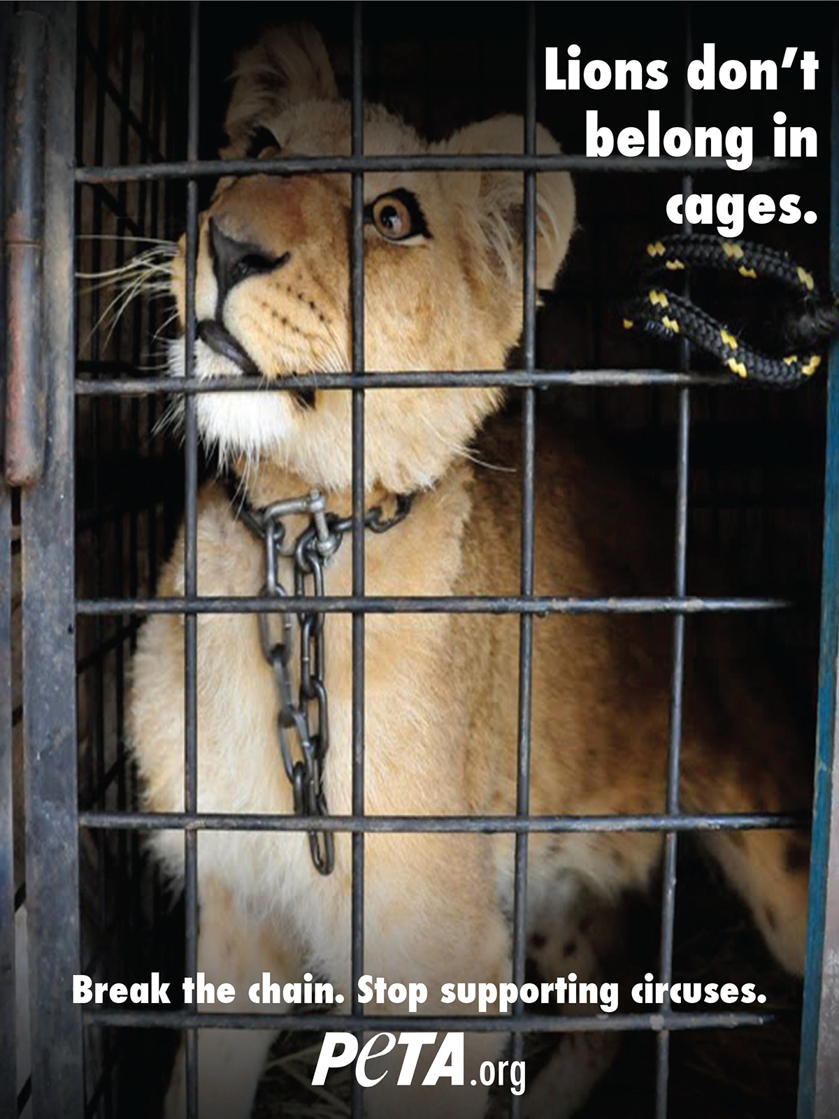 pain Peta Circus circus animals cages chains elephants Lions plight message campaign Issues