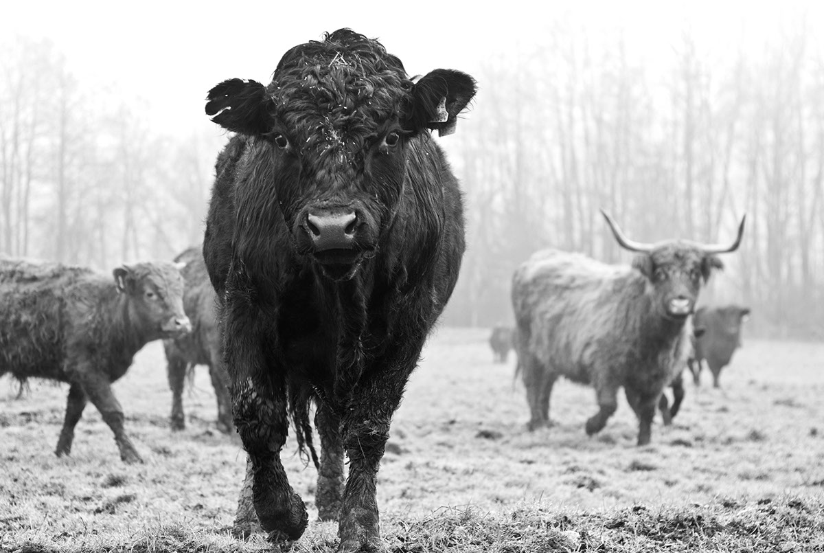 bull cow animal Outdoor Nature black and white bw winter fog foggy walk 50mm noir kontrast