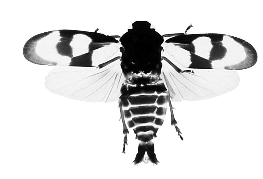 bee black White monotone Nature living 2dimensional exploration logo brand photograph