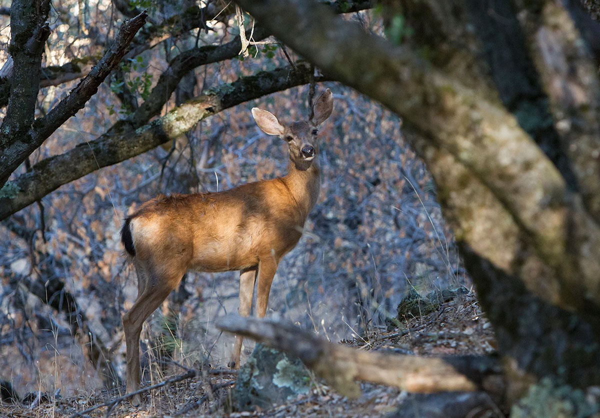 Adobe Portfolio Black-tailed deer fawn doe mule deer Wildlife photography