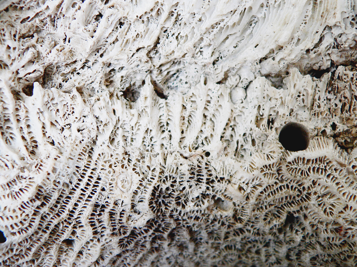 coral rock St. Martin coral island micro micro photography