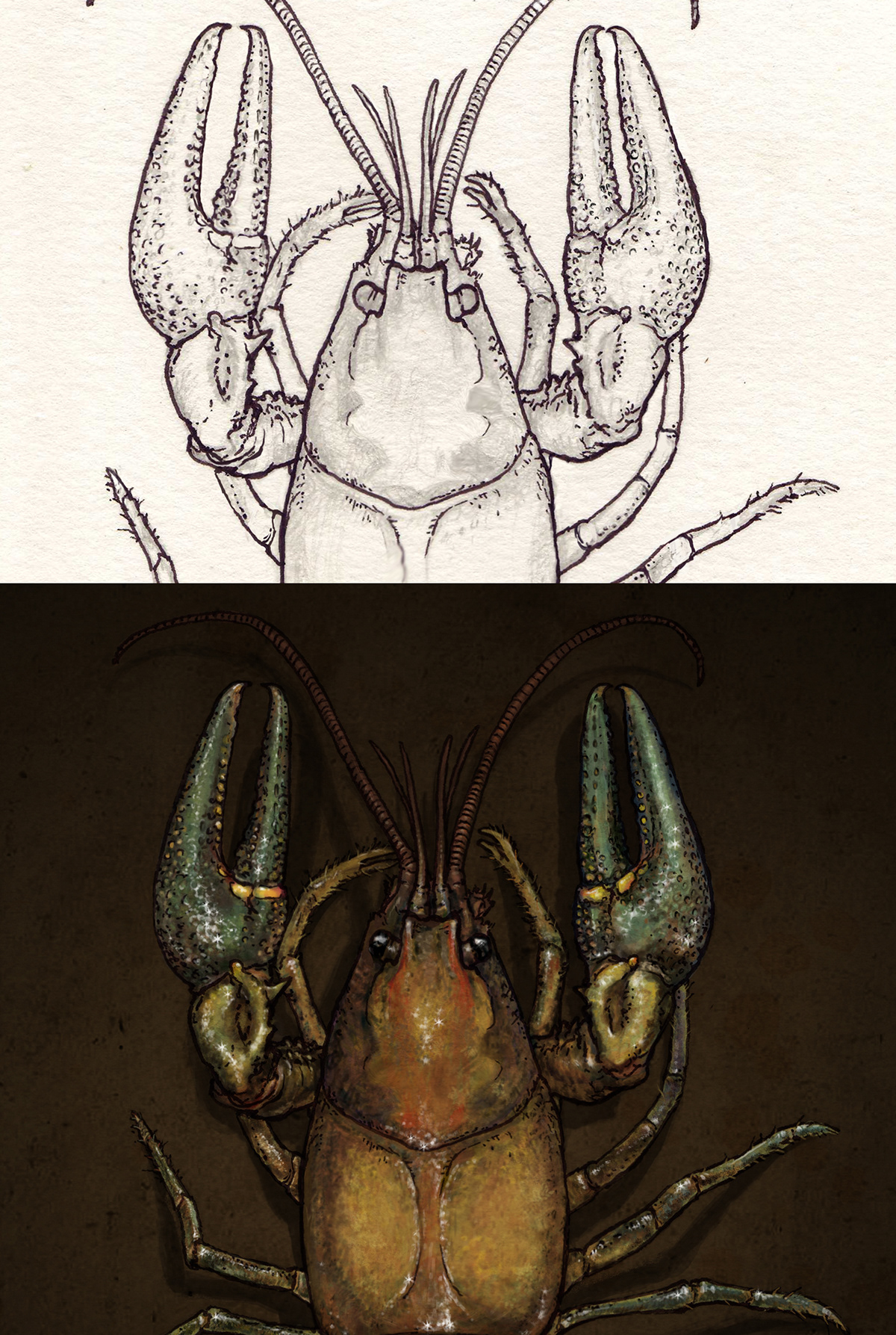 crayfish scientific illustration scientific GNSI biology biological illustration natural science nature illustration animal audubon
