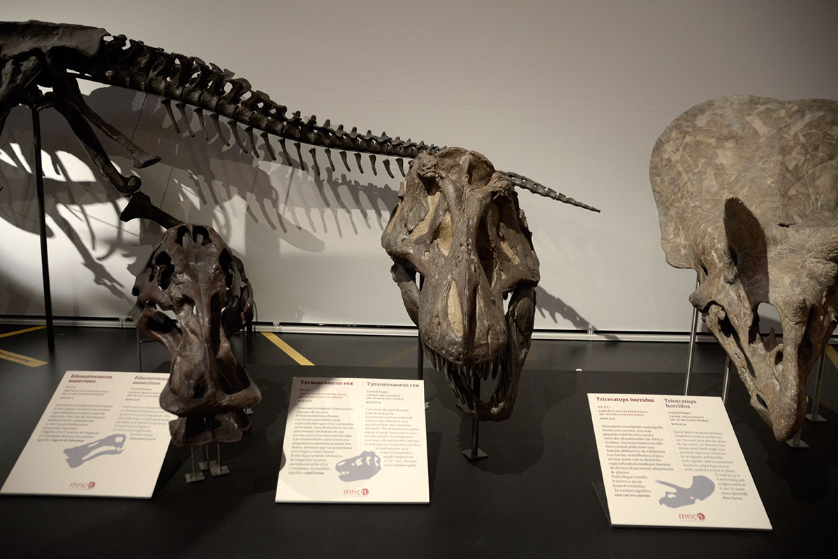 museo cartelería evolucion fósiles diseño