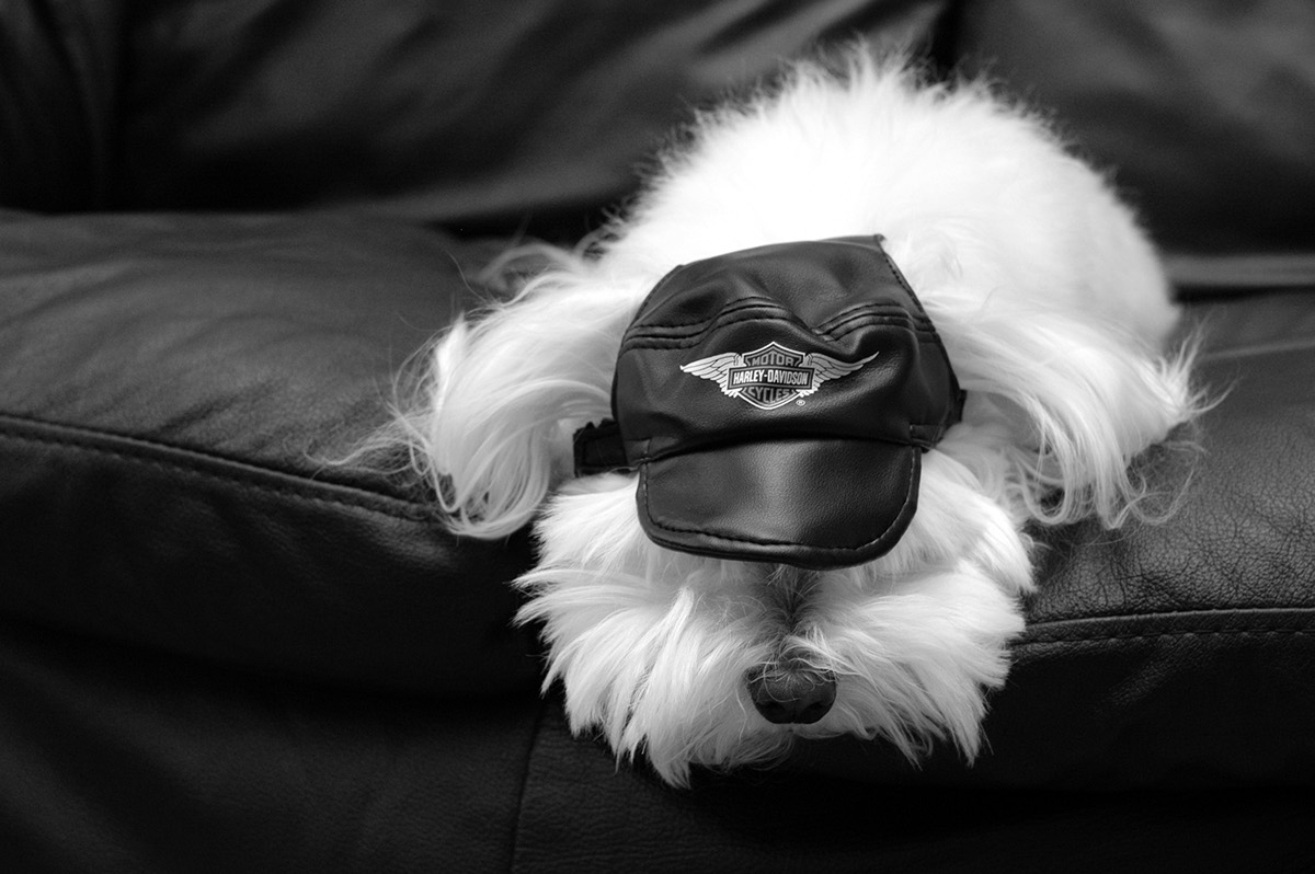 Adobe Portfolio dog photography  Dogs  sleep  dog portraits