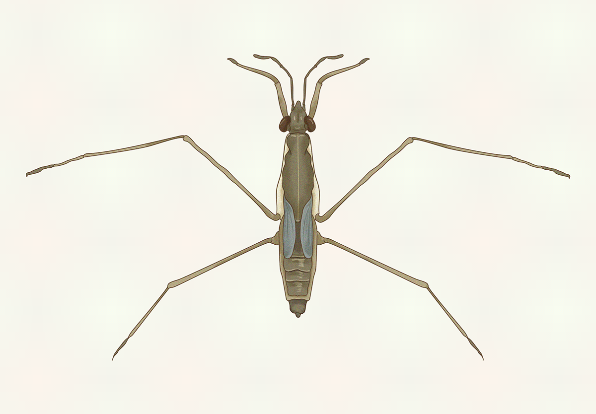 Nature Insects bugs animals digital illustration natural histoy museum science illustration scientific ILLUSTRATION  adobe illustrator