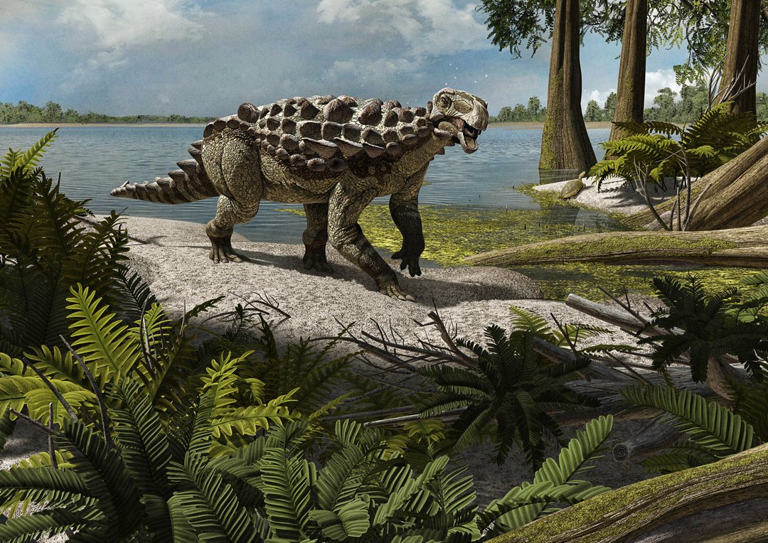 paleontology dinosaurs scientific illustration Europelta