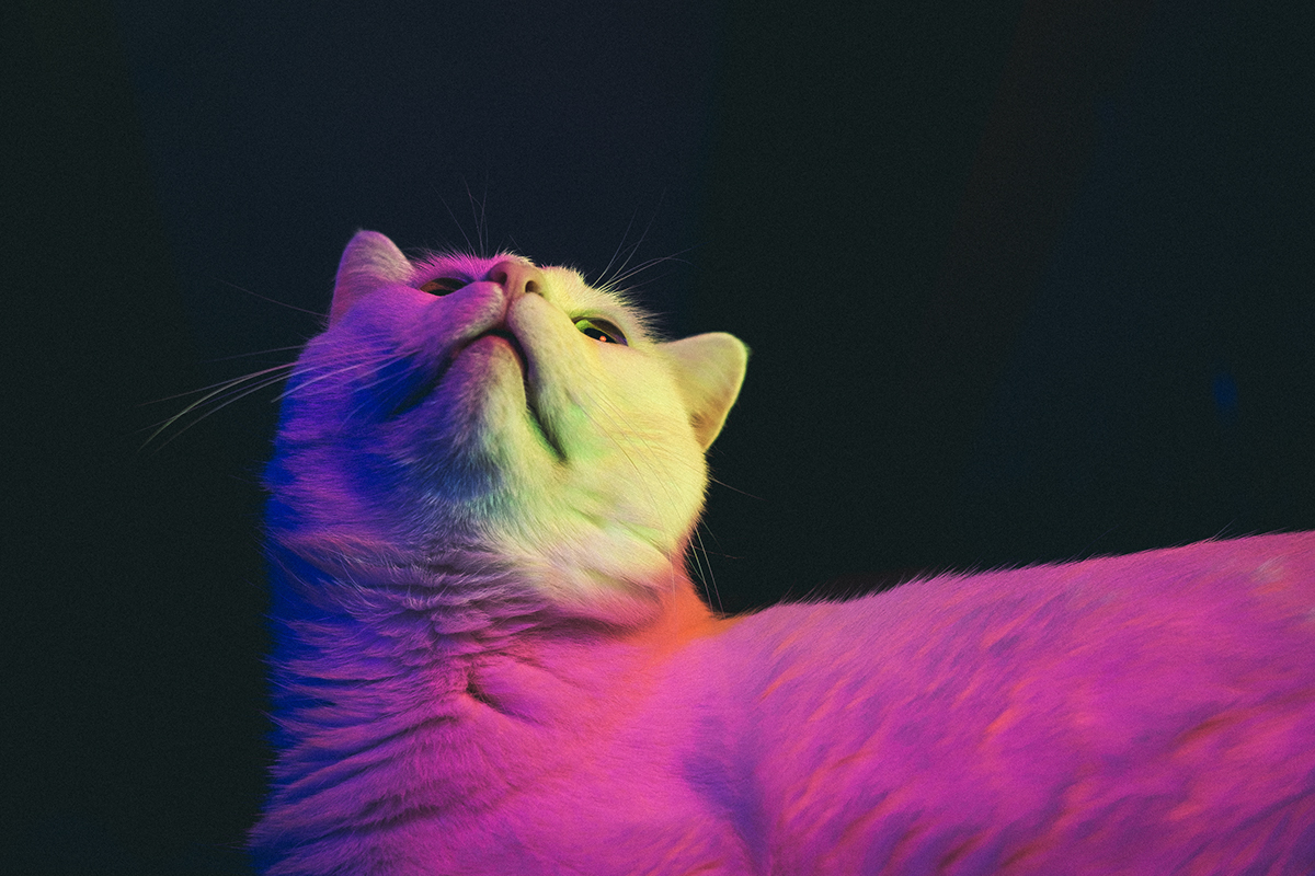 Photography  Cat animal Flash color colorful red blue green art
