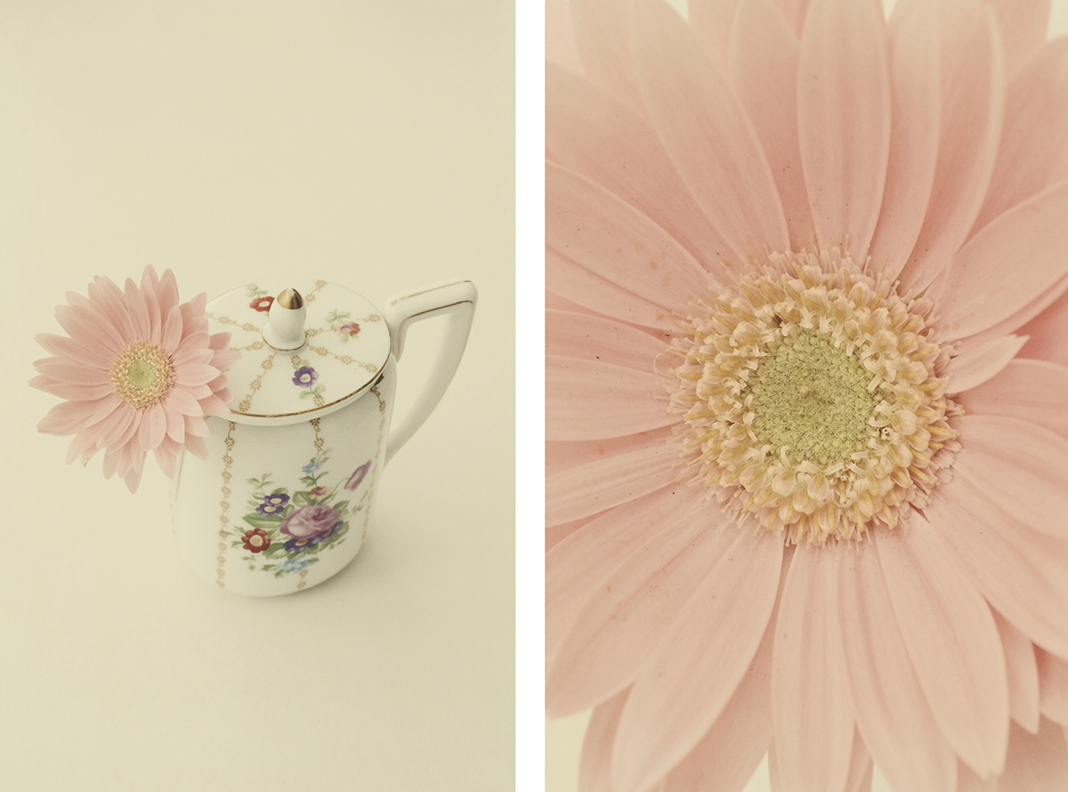 tea Flowers china porcelain macro