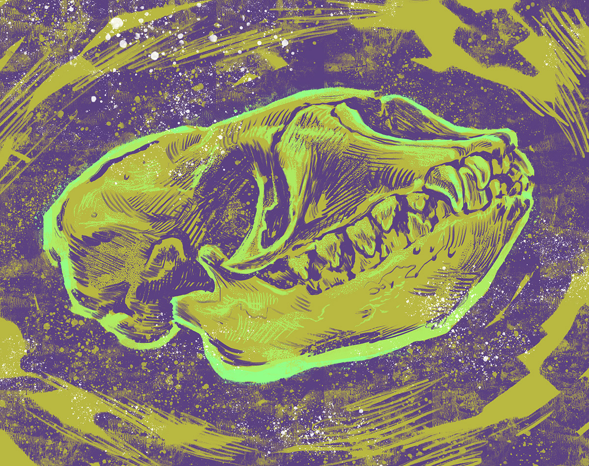 ILLUSTRATION  skulls skull anatomy animal colorful texture