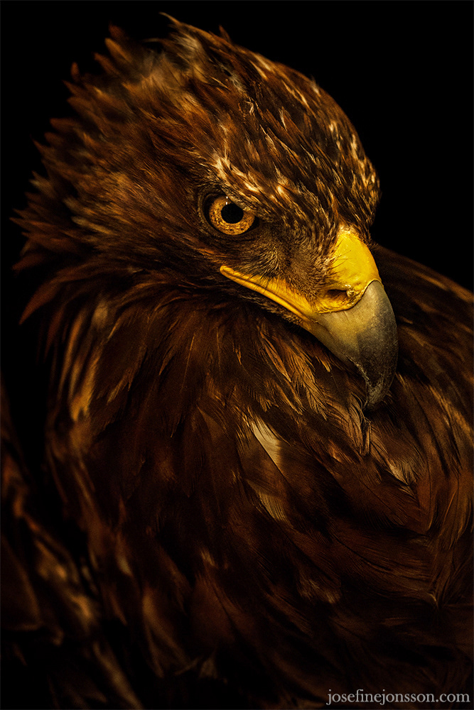 bird Bird Photography bird portraits Birds of prey close ups eagle Golden Eagle josefine jonsson rehabilitation