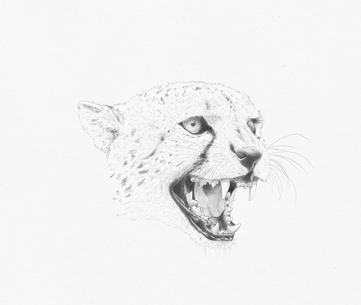Drawing Awesome Wild Animals Book by Damien Toll | Epic-saigonsouth.com.vn