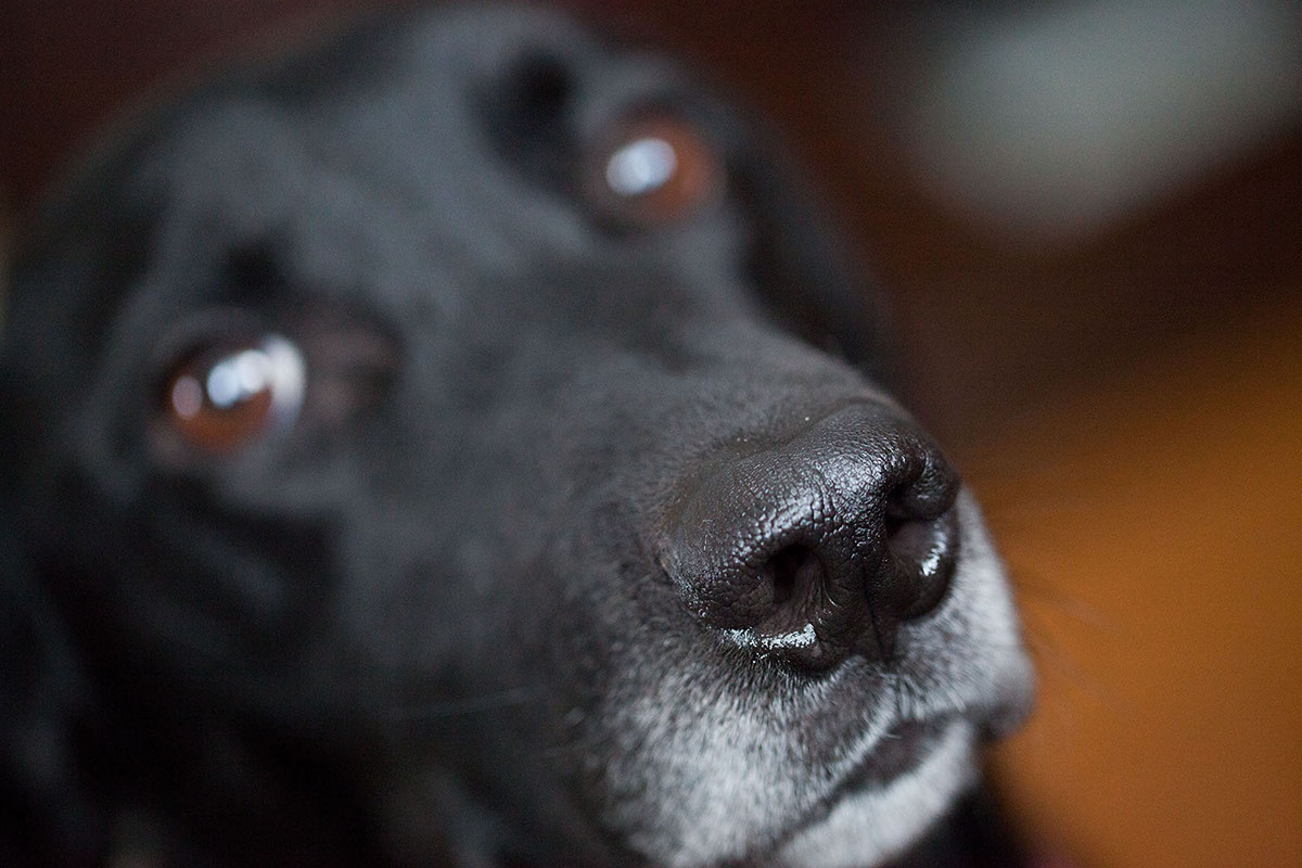 labs dogs nose paws eyes