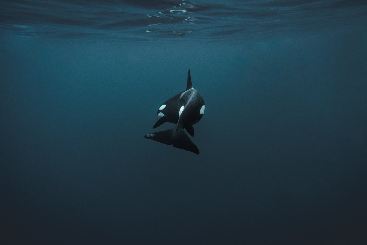 oraca-majestic-killer-whale-underwater