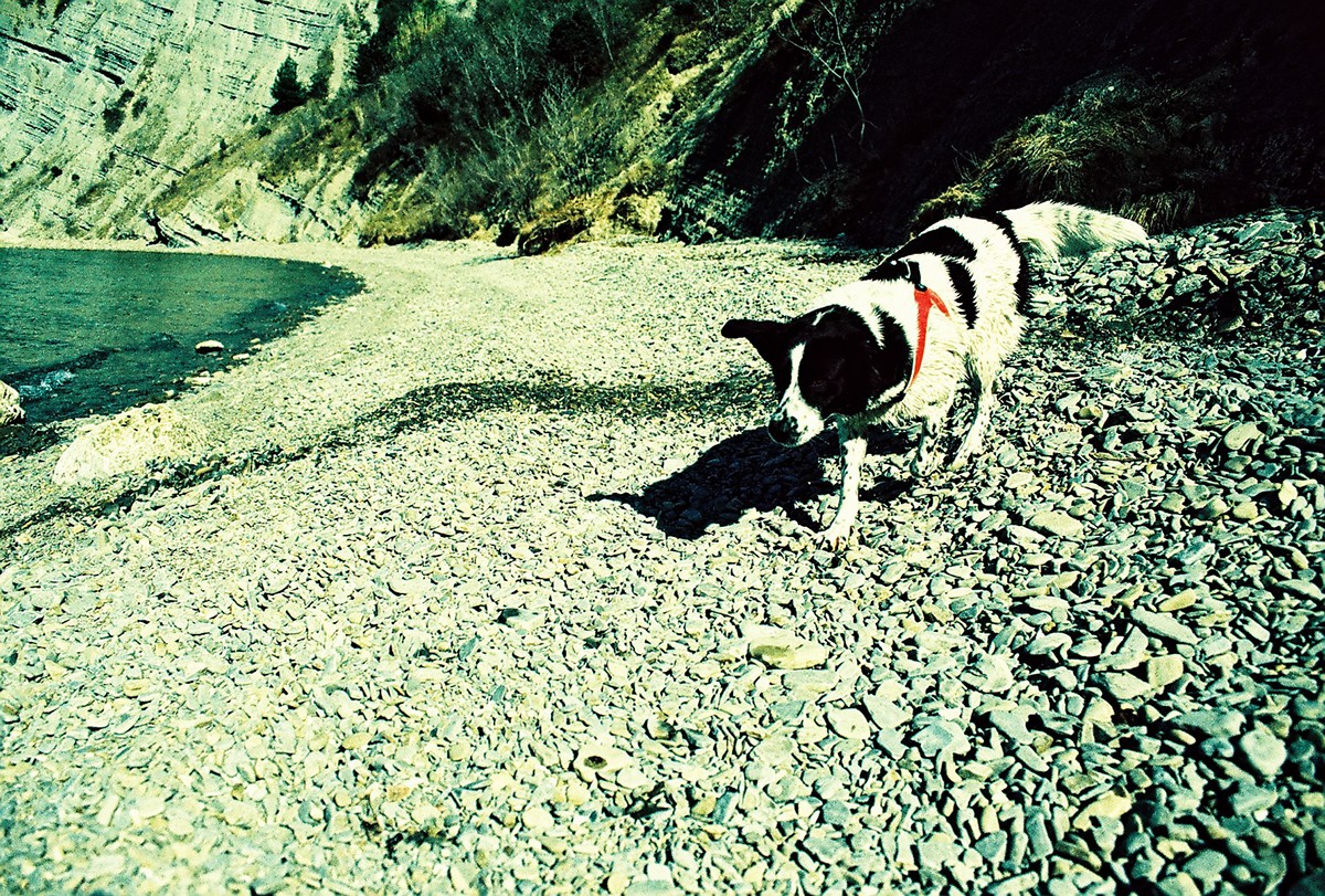 analog Seaside Ordinary temporary dog
