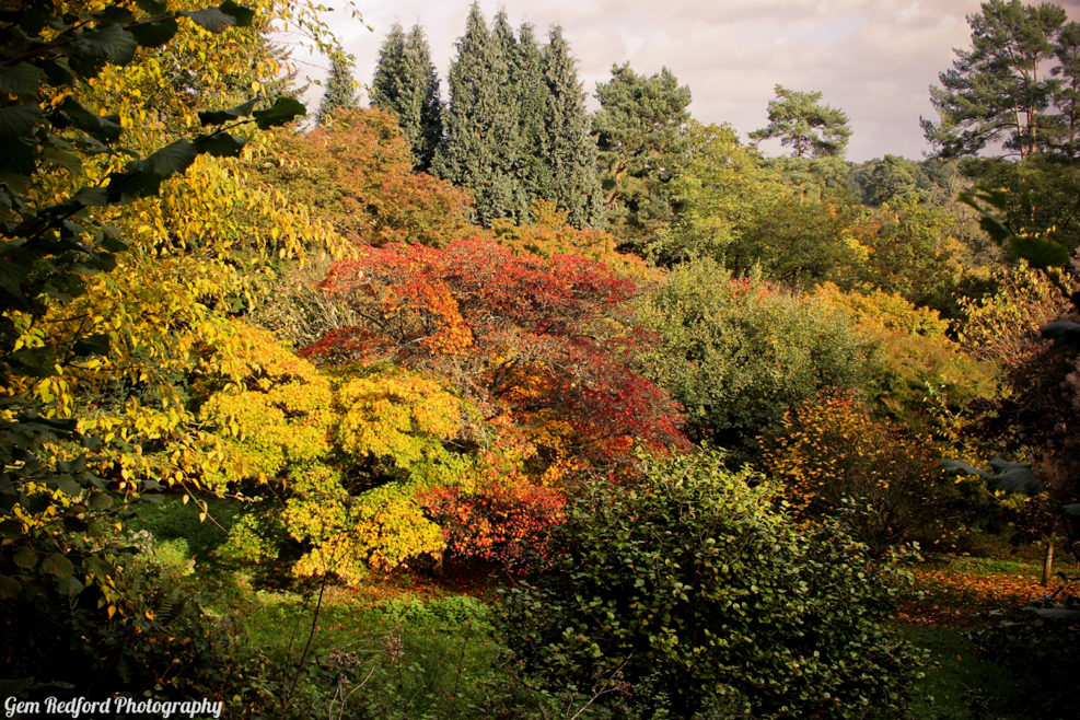 autumn fall colours autumn colours october winkworth arboretum surrey landscape photography