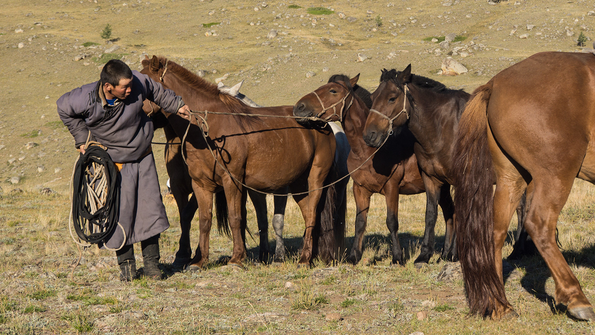 mongolia Travel horses