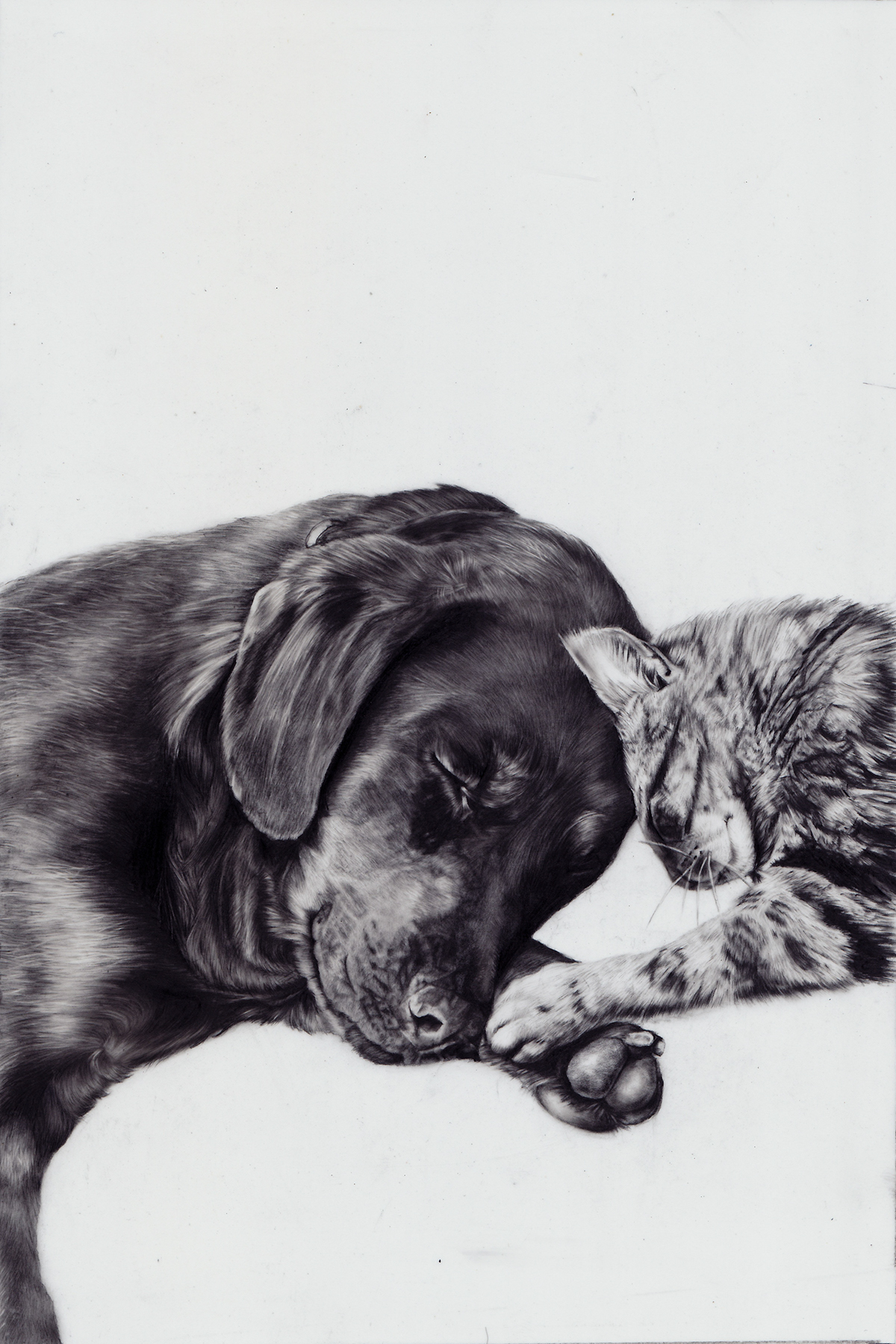graphite  mixed media black and white dog Cat animals ascpa