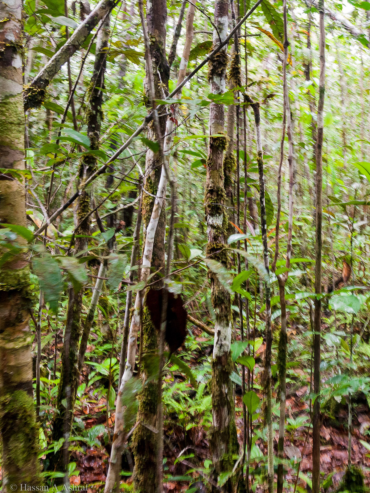 Adobe Portfolio Amazon colombia Brazil jungle Nature Amazonas trees