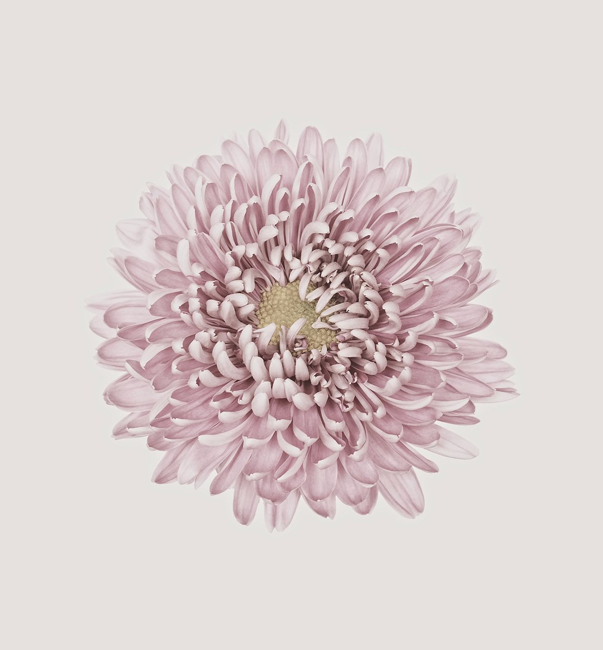 Chrysanthemum Flowers blossoms