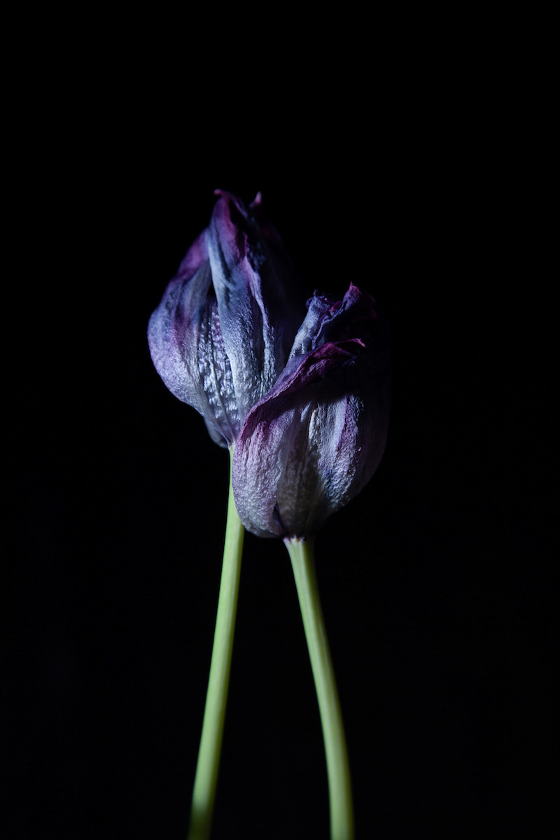 Tulip Fever (c)SARA BUBNA photography