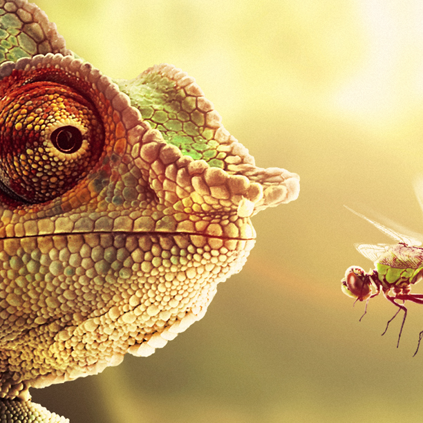 geno arguelles a visitor Photo Manipulation  animals reptile scenery sunset Sun sunlight frog iguana lizard dragonfly funny