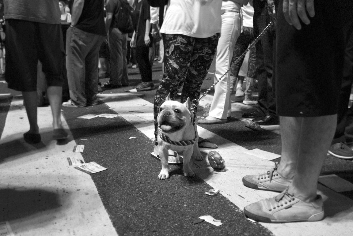 argentina buenos aires protest 8N government protest black and white dog street vendor boy obelisk