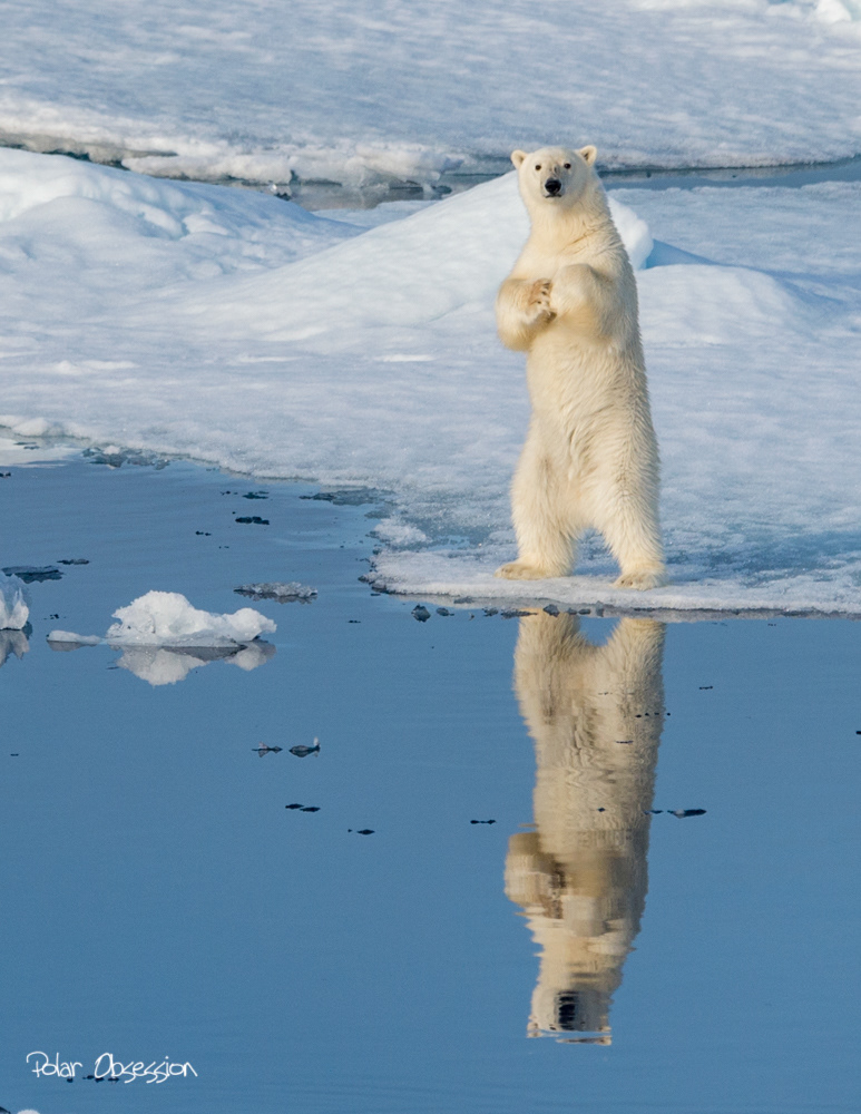 ours polaire Polar Bear arctique Arctic wildlife