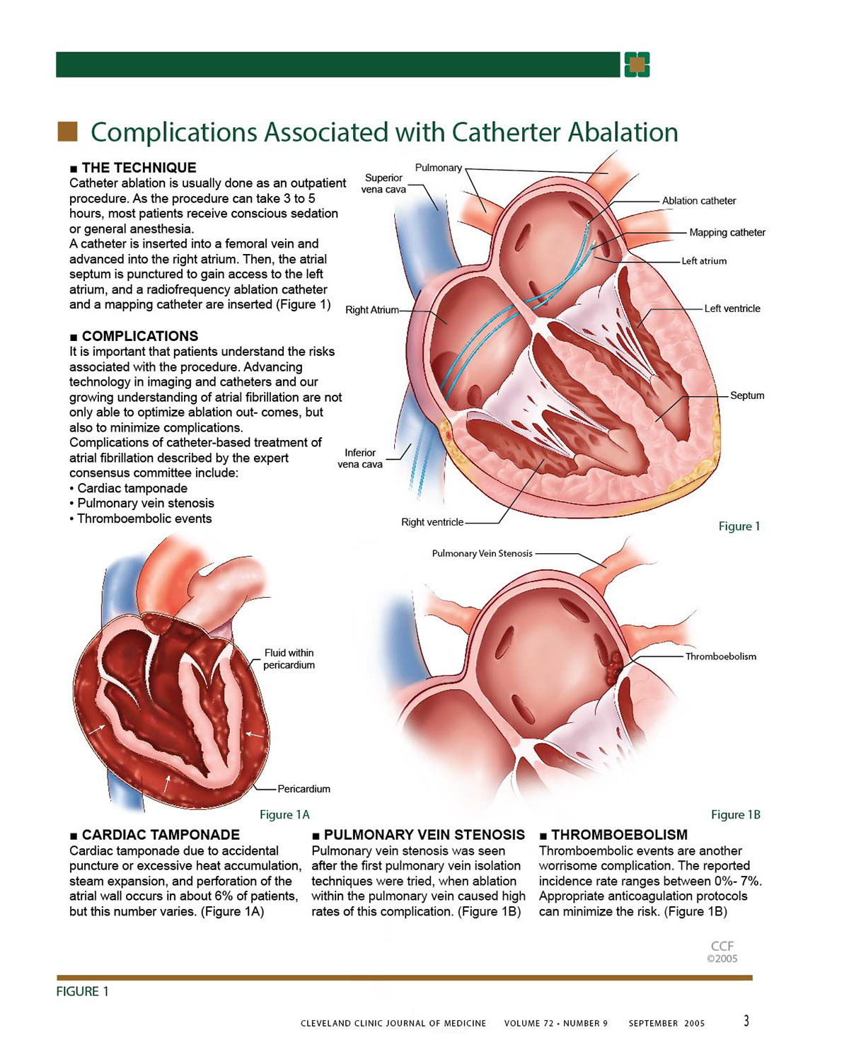 medical illustration scientific illustration