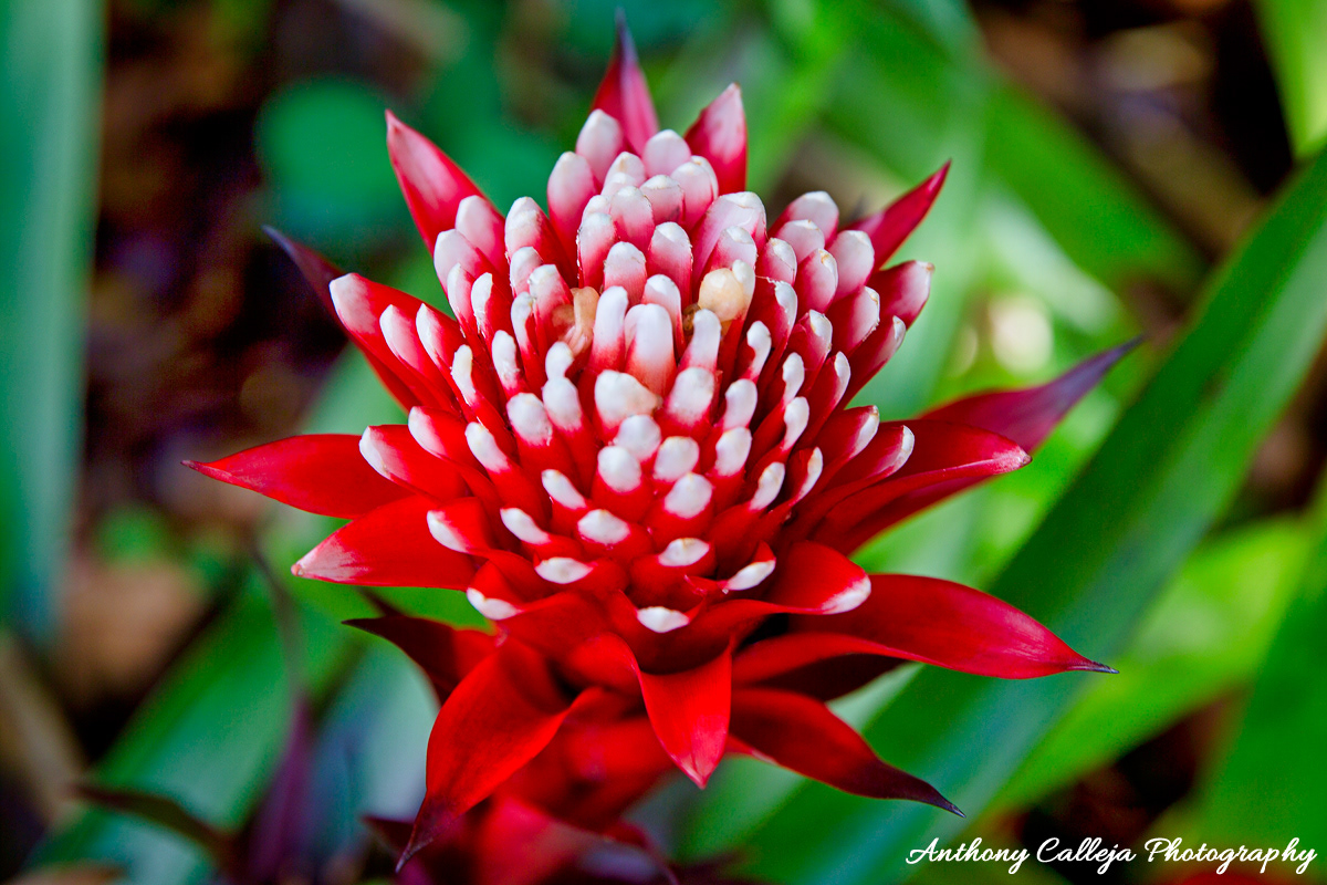 Anthony Calleja Photography Hawaiian tropical flower