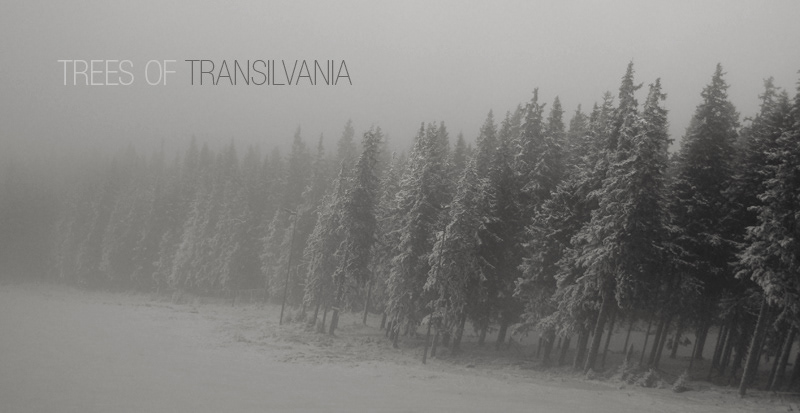 trees scene Landscape photo Aldo Pulella romania transilvania trees of transilvania Nature