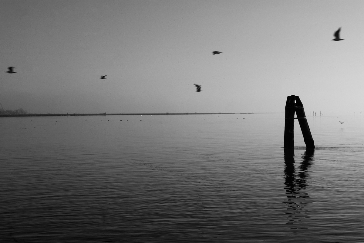 water laguna birds seagull blackandwhite Venice