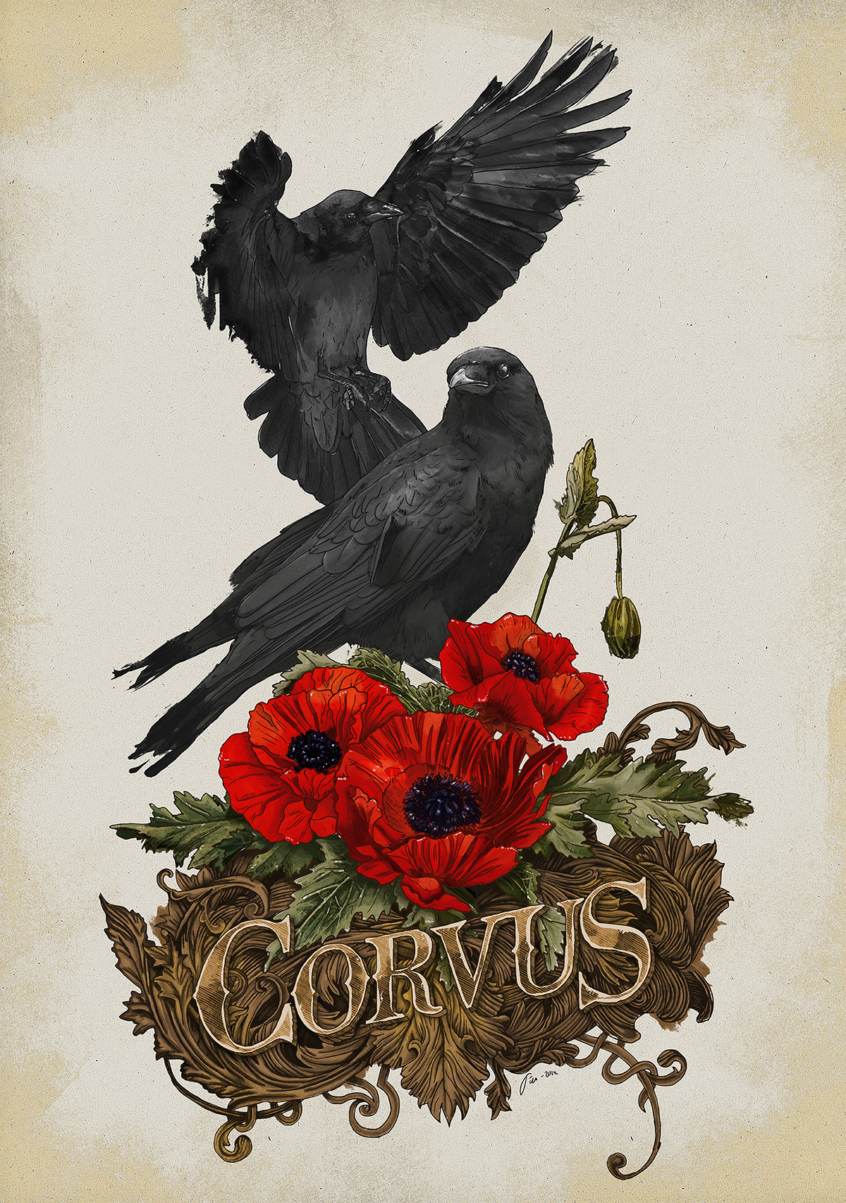 vintage botanical crow poppies corvus