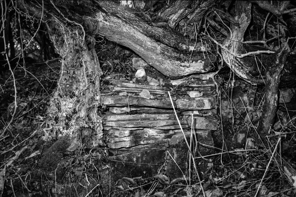 35mm 35mm film analog analog photography black and white Film   Nature Photography  robart robert e smith