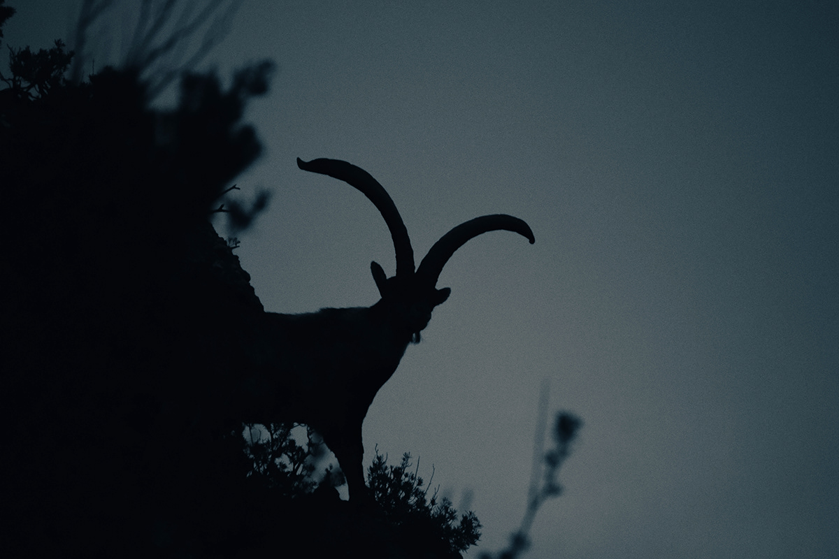 Goat silhouette after sunset