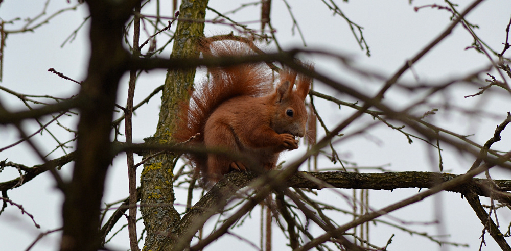 nuts squirrel