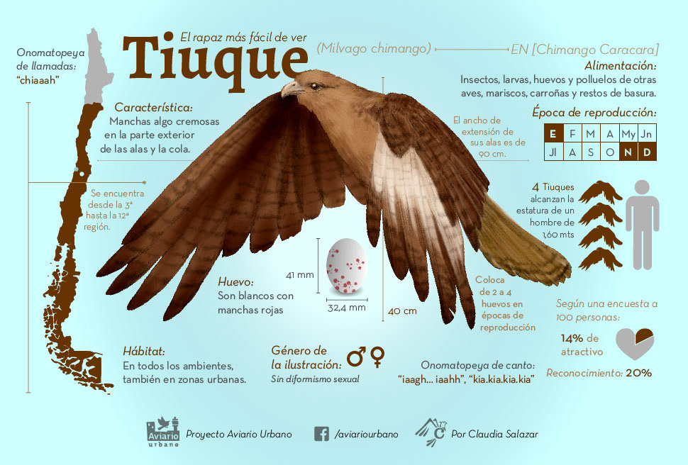 infografia infographic ILLUSTRATION  ilustracion aves birds