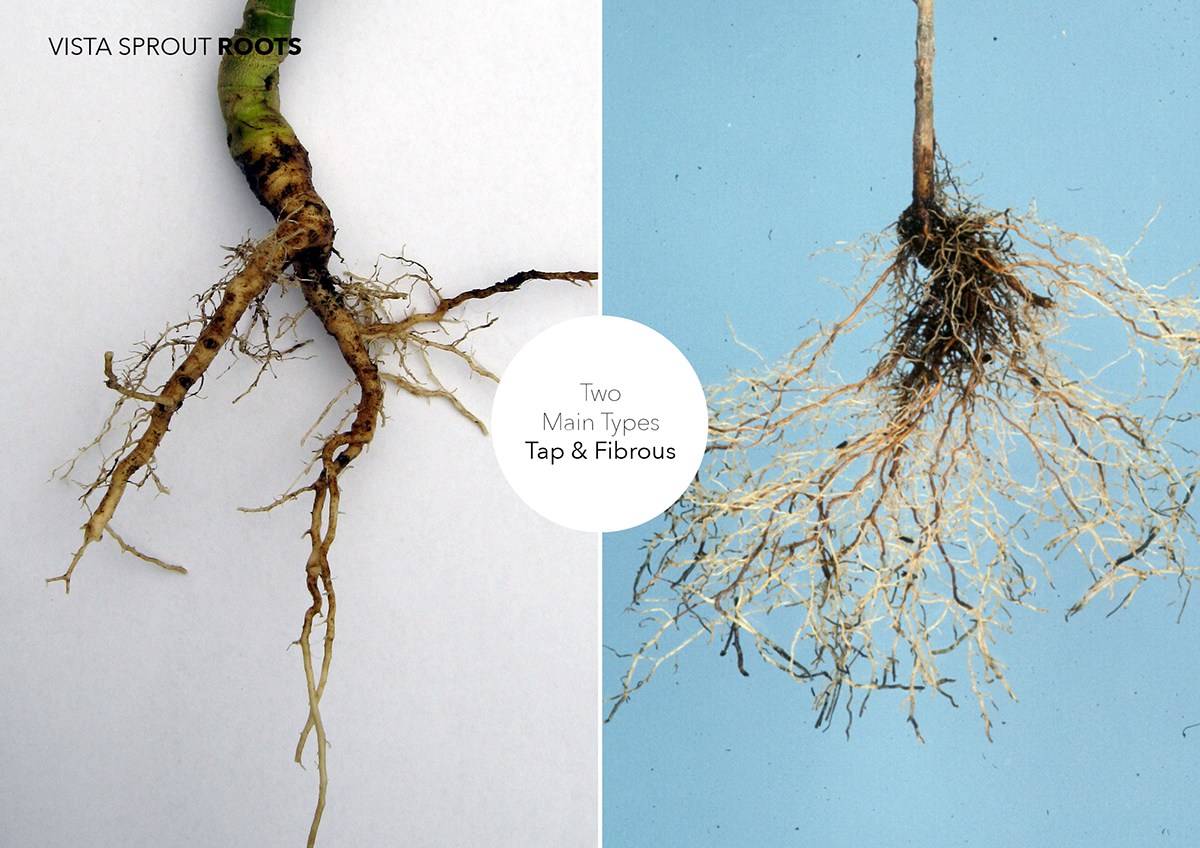 Planter muji roots