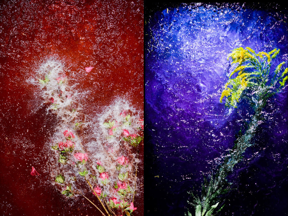 water Flowers flower color bright wet outerspace highlights Flora florae
