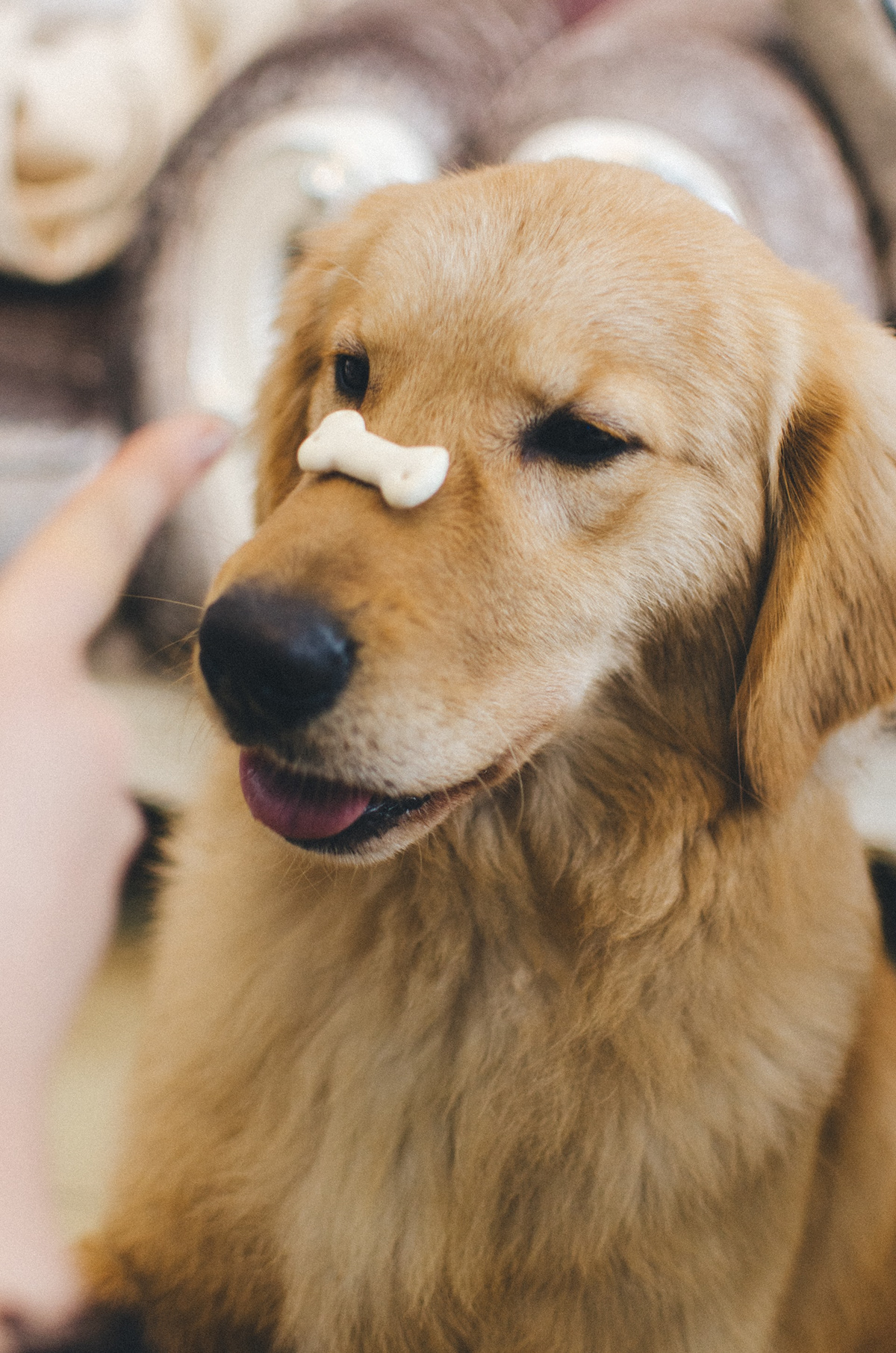 toutousetmatous Dog biscuits Pet snacks dog Label logo packaging design pet snacks