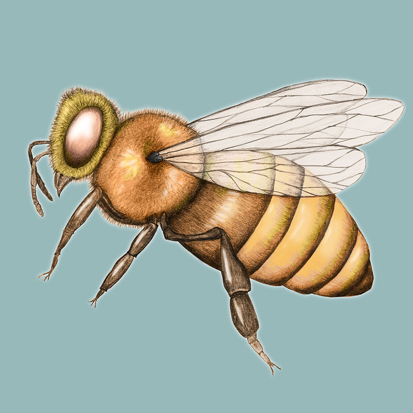 bee honeybee insect bug Fly