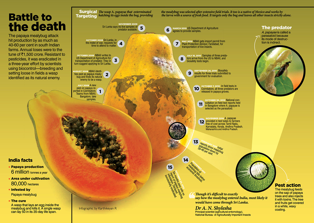 Papaya Infographic infographics work fountain ink infographics karthikraj infographics karthikeyan r infographics battle tothe death papaya papaya graphic